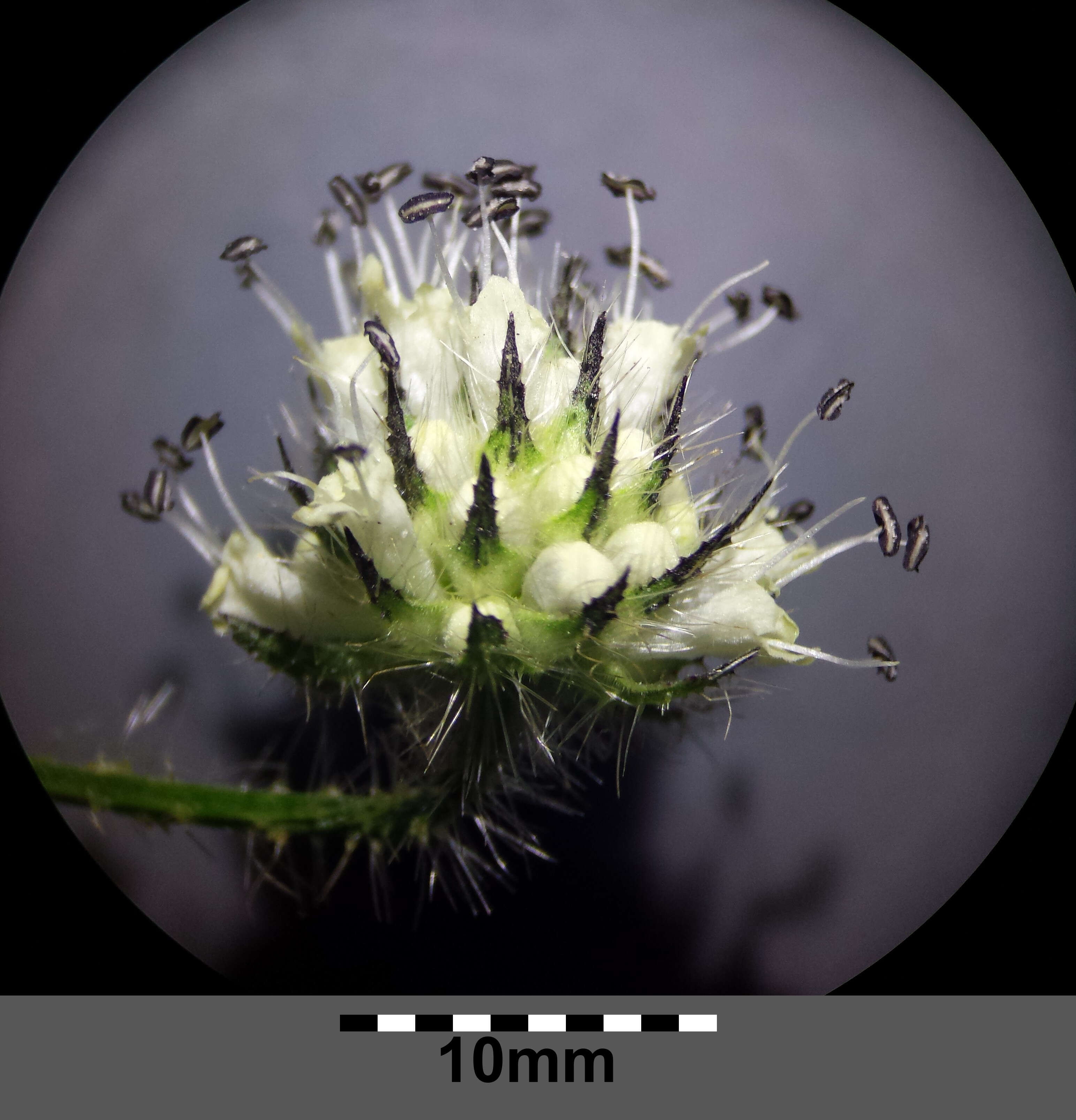 Image of small teasel