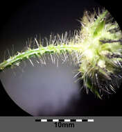 Image of small teasel