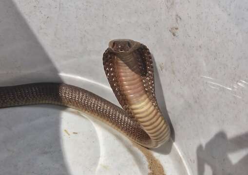 Image of Cape cobra