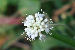 Imagem de Hydrocotyle leucocephala Cham. & Schltdl.