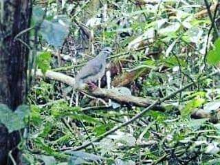 Image of Tuxtla Quail-Dove