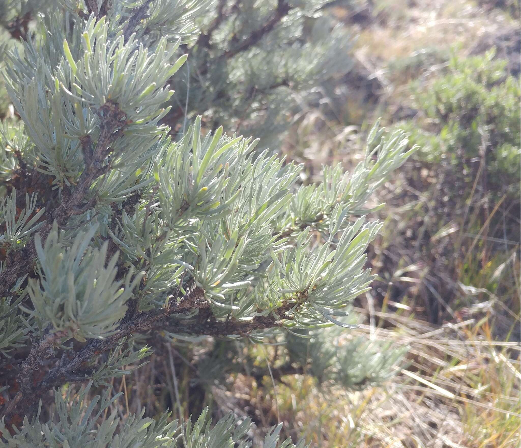 Sivun Artemisia rigida (Nutt.) A. Gray kuva