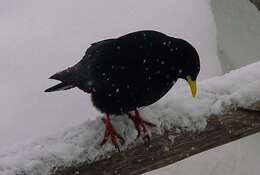 Image of Alpine Chough