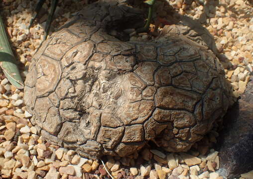 Image of Dioscorea mexicana Scheidw.