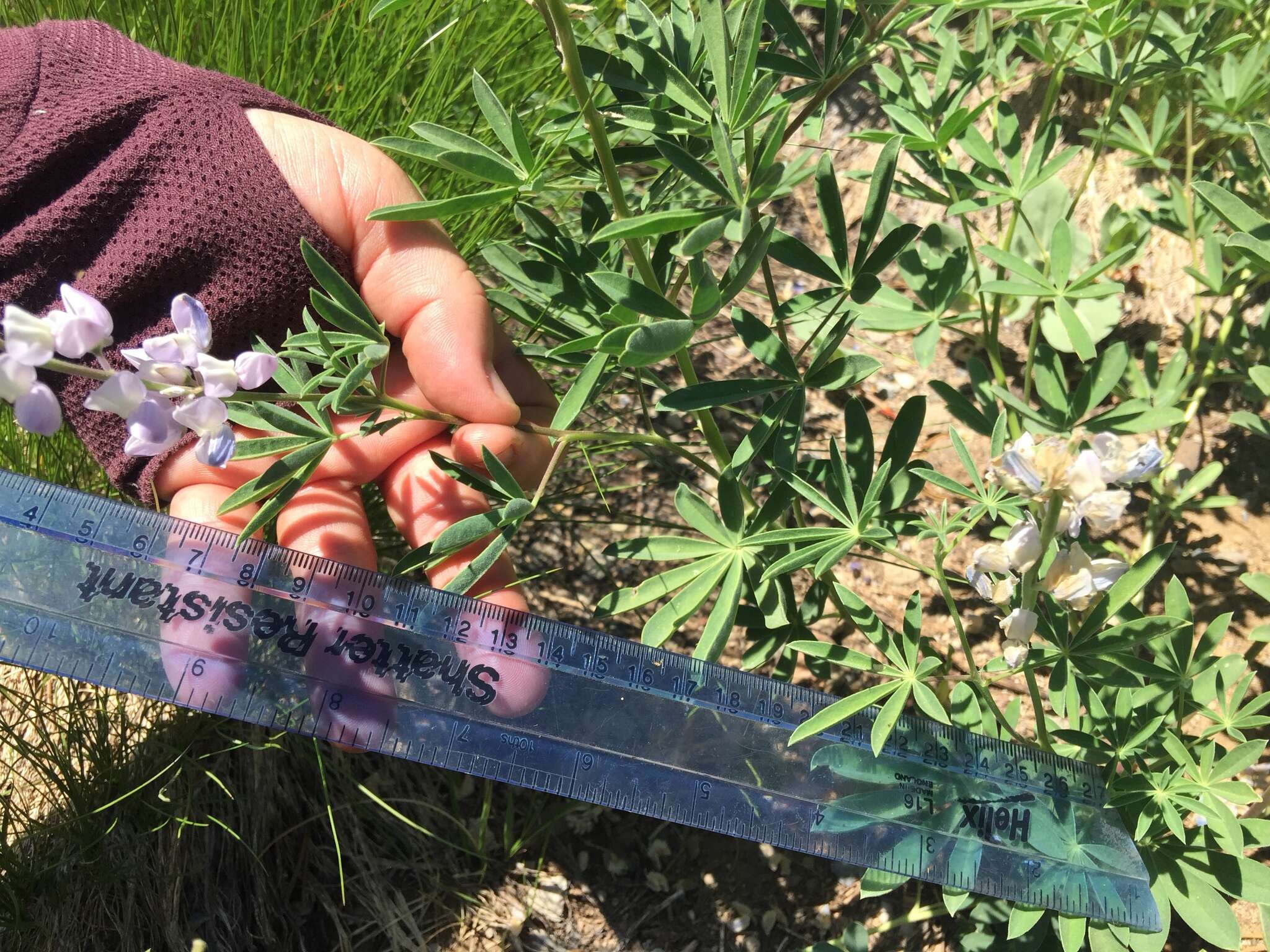 Image of broadleaf lupine