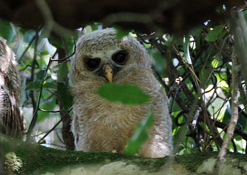 Image of African Wood Owl