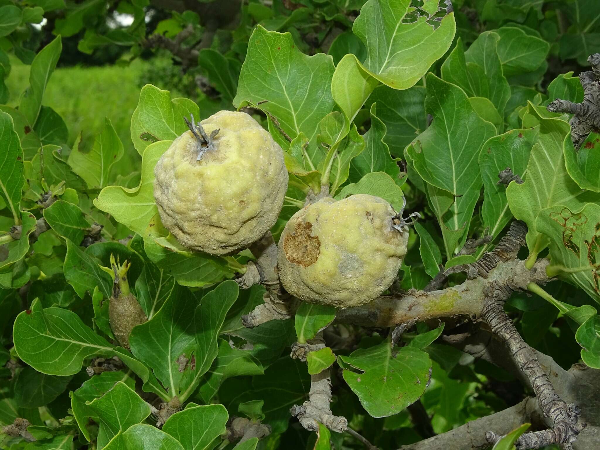 Image of Gardenia erubescens Stapf & Hutch.