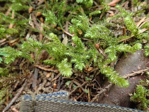 Image of robust rhytidiopsis moss