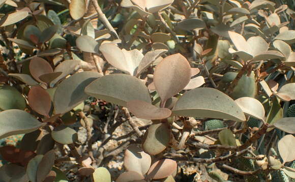 Image of Kalanchoe orgyalis Baker