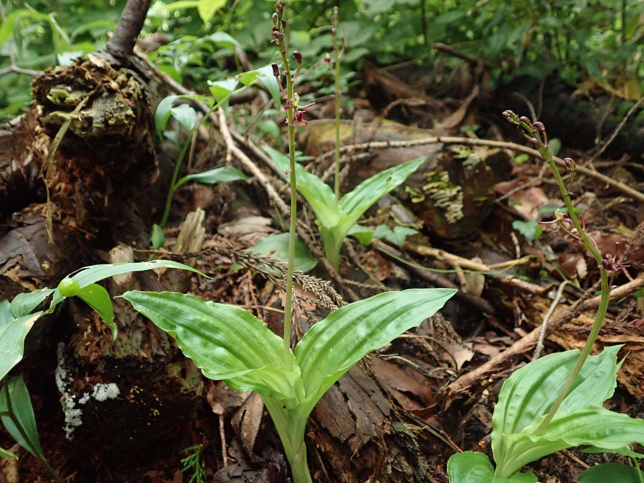 Image of Pantropical Wide-Lip Orchid