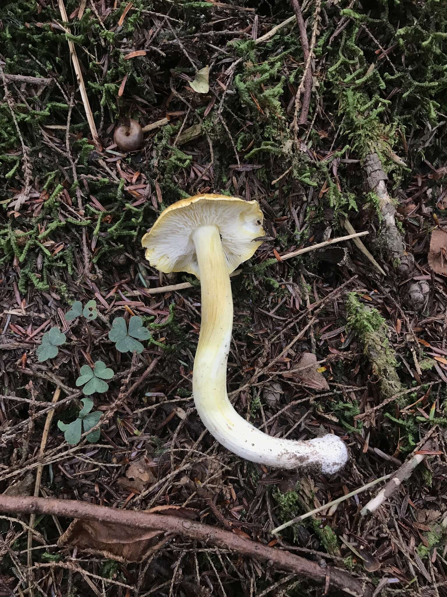 Image of Tricholoma subluteum Peck 1904