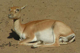 Image de Antilope Pallas 1766