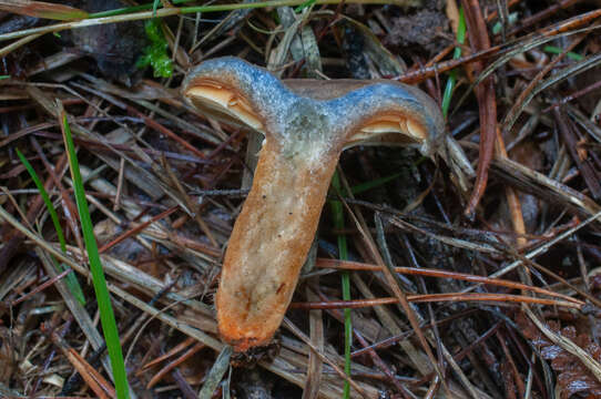 صورة Lactarius quieticolor Romagn. 1958