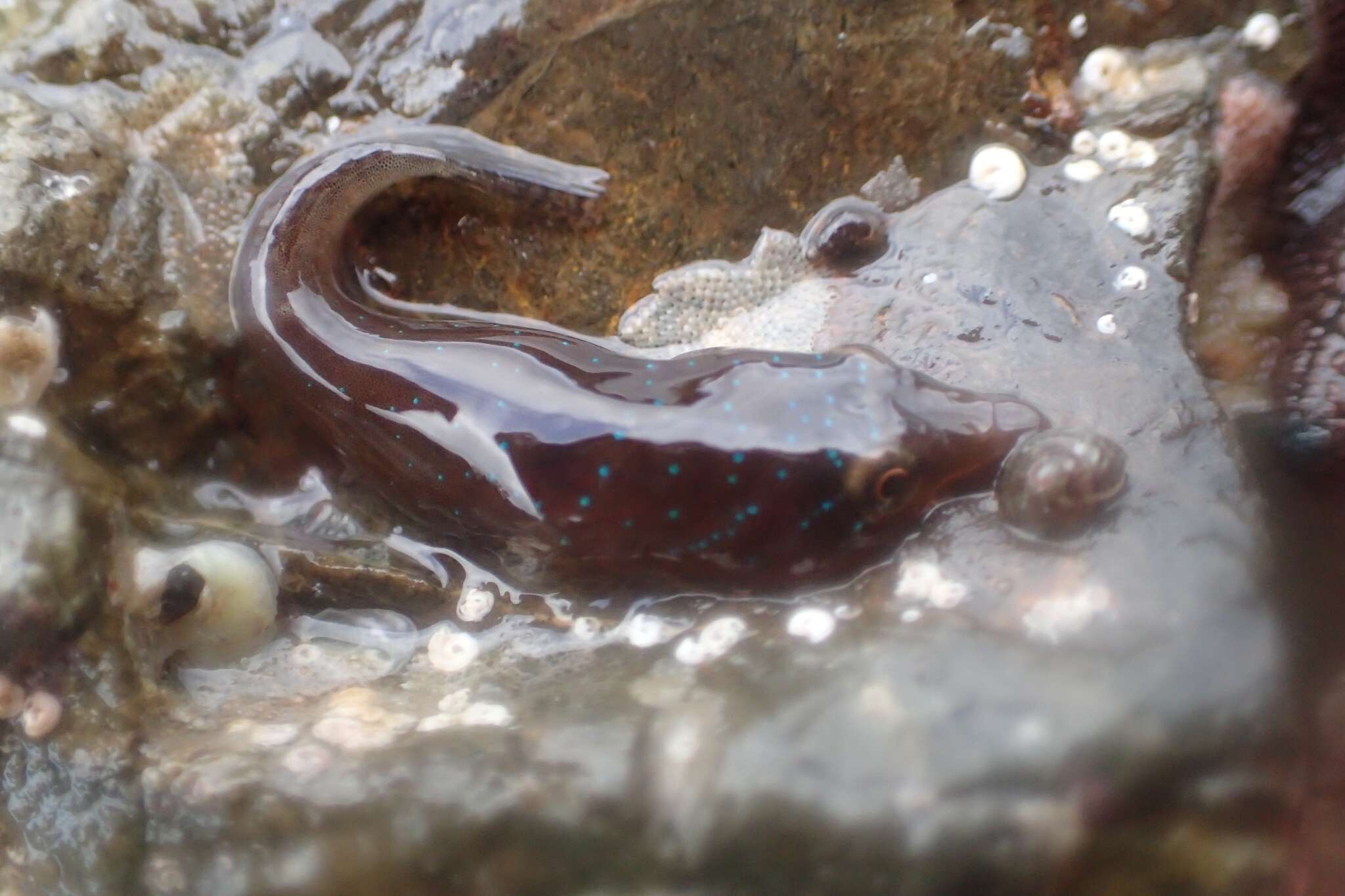 Image of New Zealand urchin clingfish