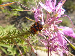 Image of Harlequin Bug