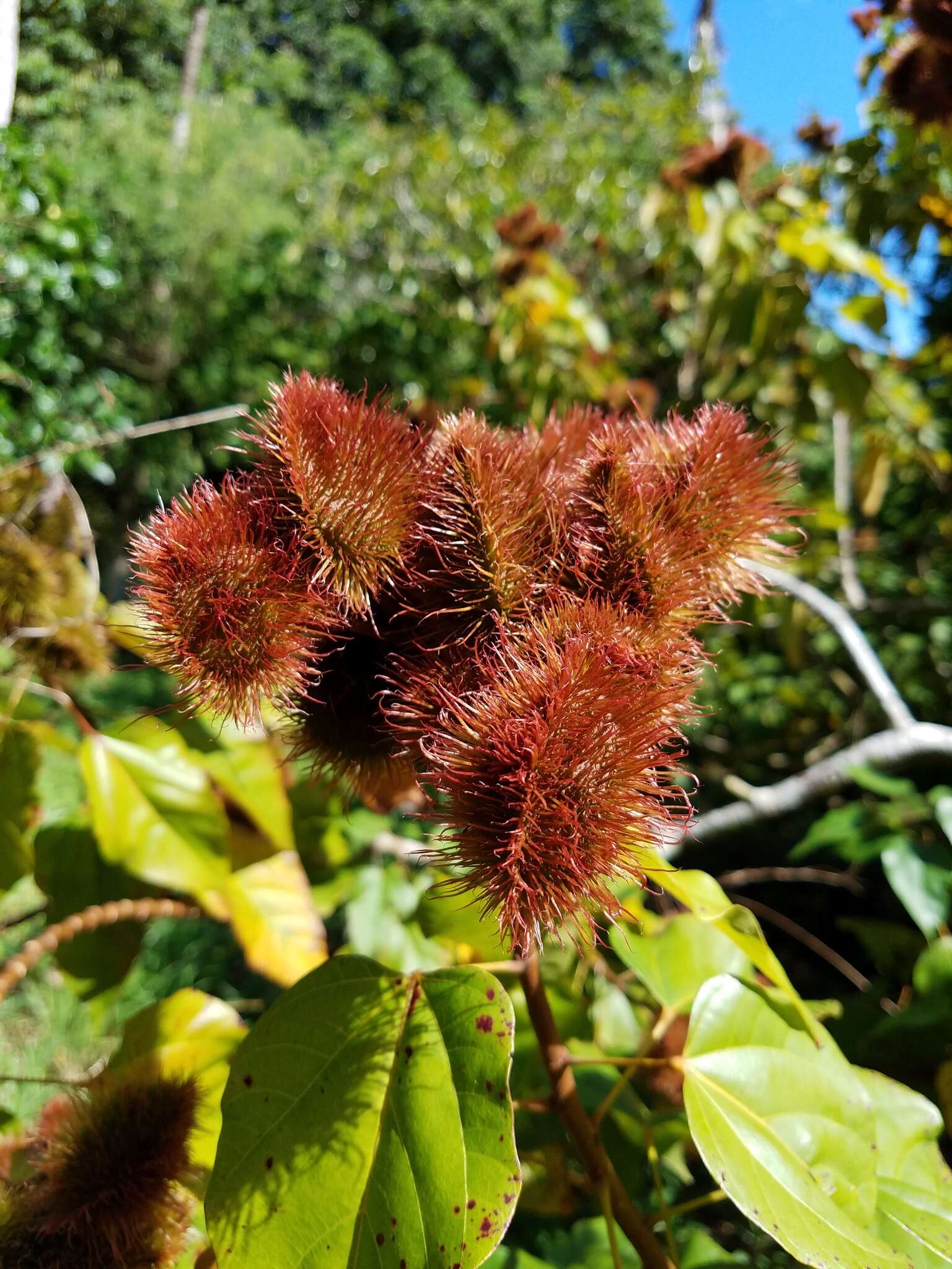 Image of Achiote