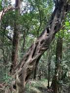 Imagem de Ficus craterostoma Warb. ex Mildbr. & Burr.