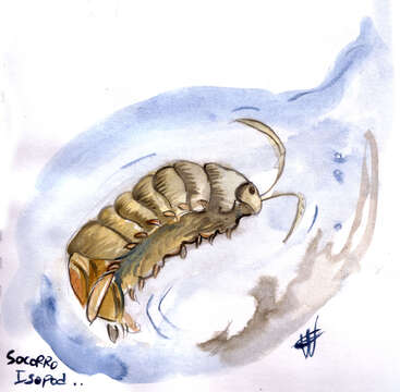 Image of Socorro Isopod