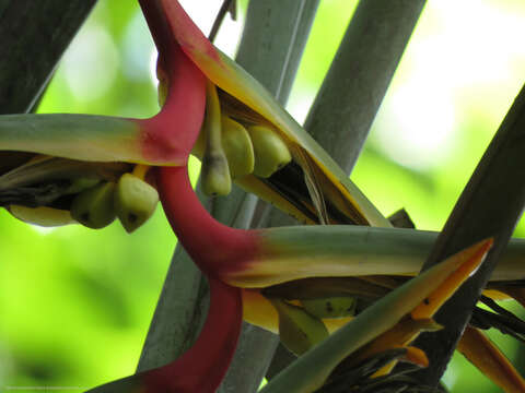 Image of Heliconia griggsiana L. B. Sm.