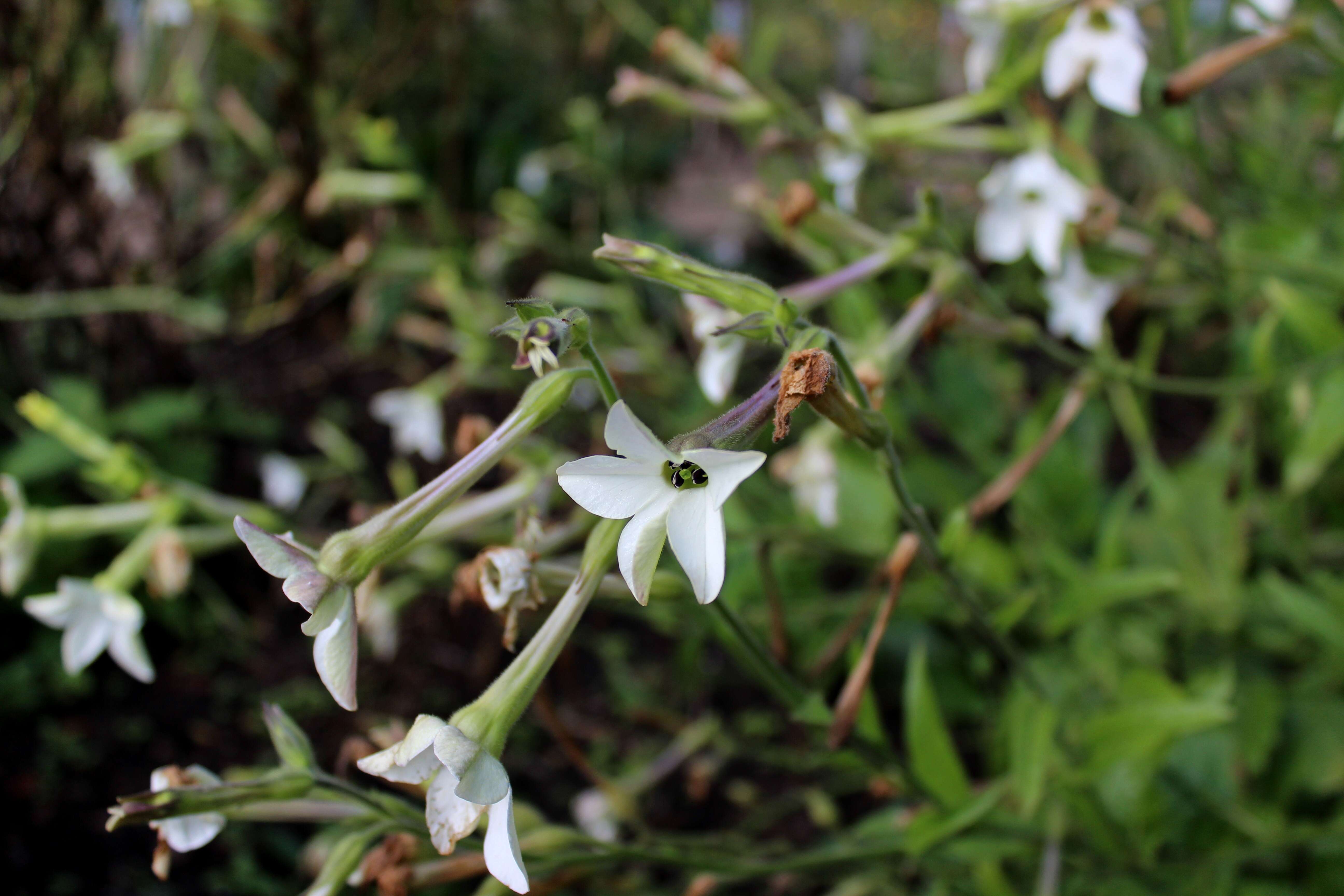 Image of jasmine tobacco