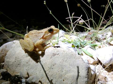 Image of Balkan Stream Frog