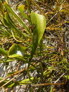 Afrolimon purpuratum (L.) I. A. Lincz. resmi