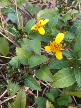 صورة Bidens macrocarpa (A. Gray) Sherff