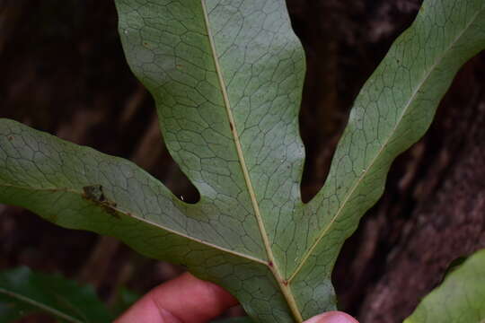 Слика од Microsorum latilobatum Hennipman & Hett.