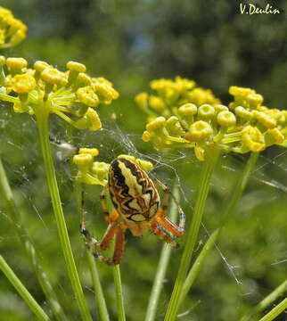 Image of Neoscona adianta (Walckenaer 1802)