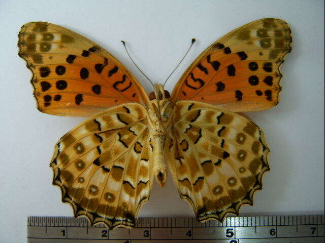 Image of Argynnis hyperbius