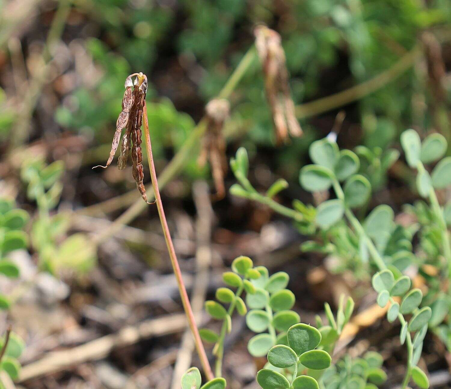 صورة Coronilla vaginalis Lam.