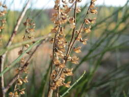 Слика од Teucrium scorodonia L.