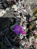 Imagem de Delosperma mariae L. Bol.