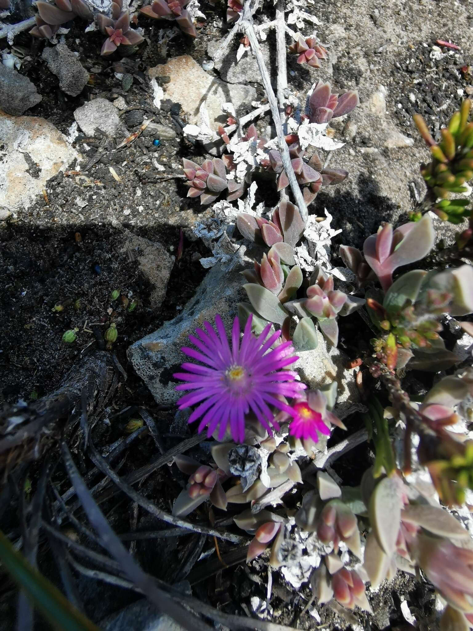 Image of Delosperma mariae L. Bol.