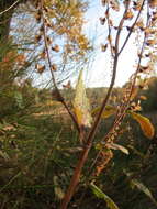 Слика од Teucrium scorodonia L.
