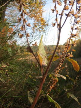 Слика од Teucrium scorodonia L.