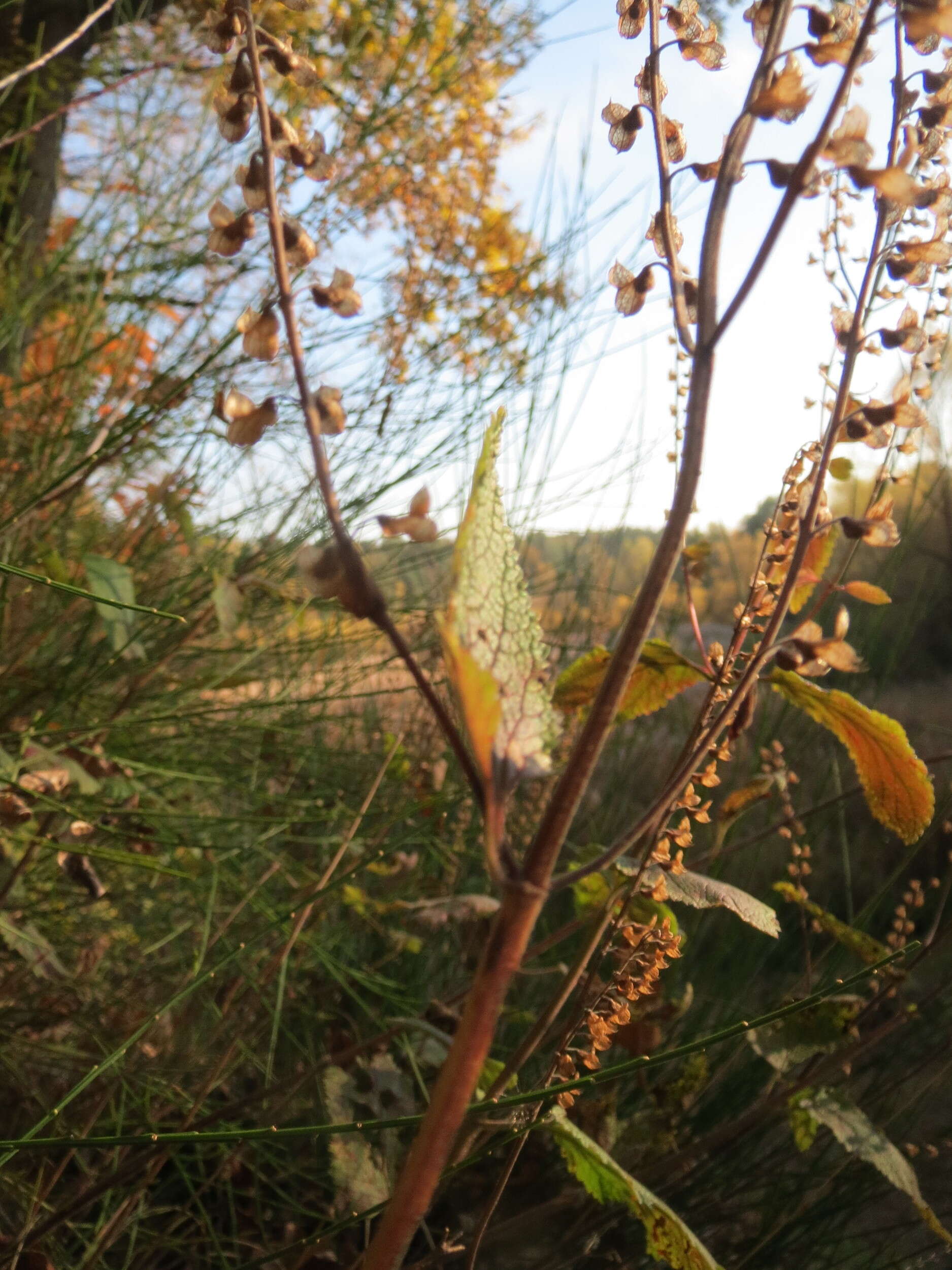 Слика од Teucrium scorodonia L.