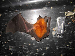 Image of Halcyon Horseshoe Bat