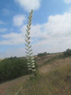 Image of Agropyron dasyanthum Ledeb.