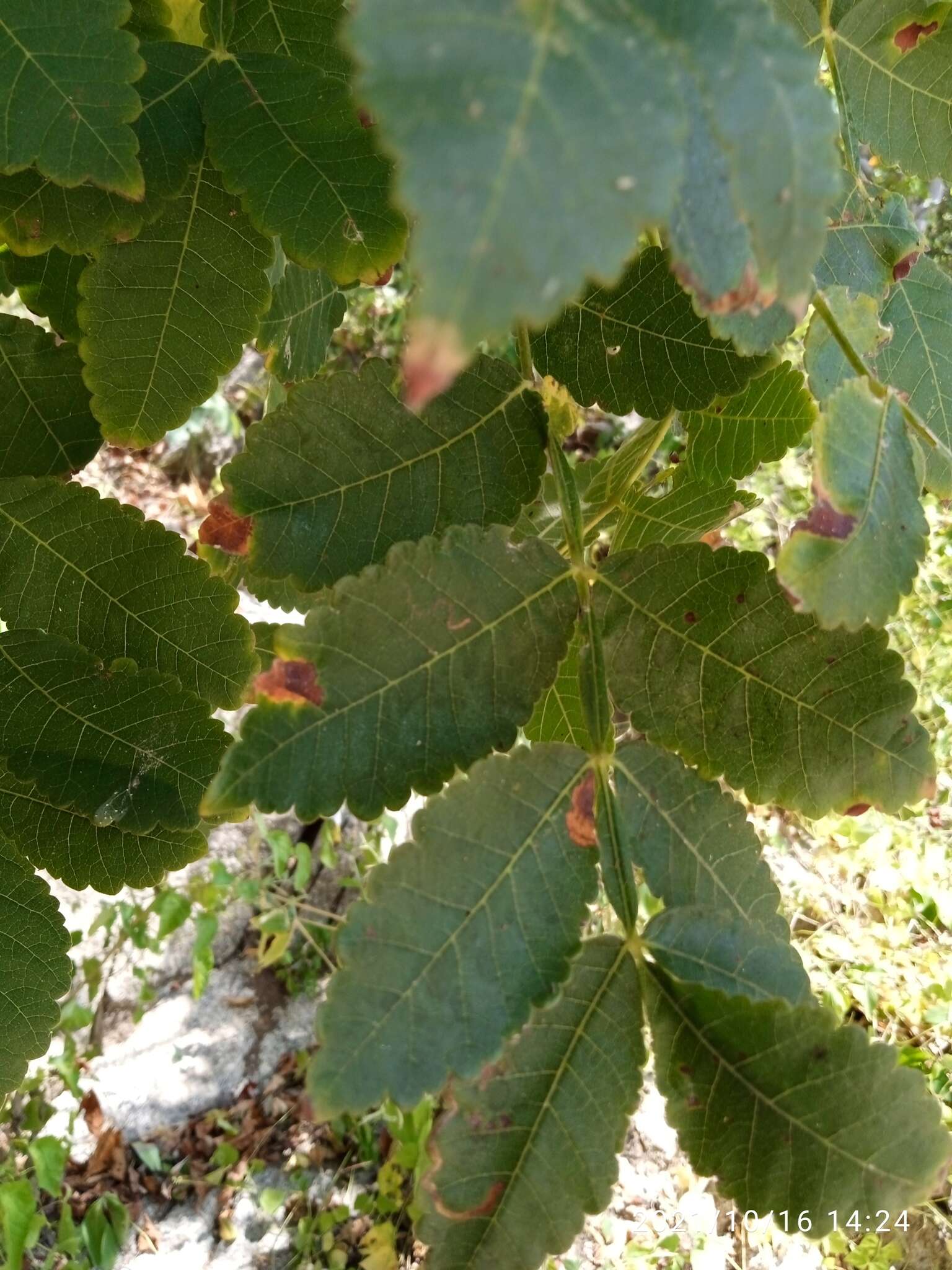 Imagem de Bursera isthmica Rzed. & Calderón