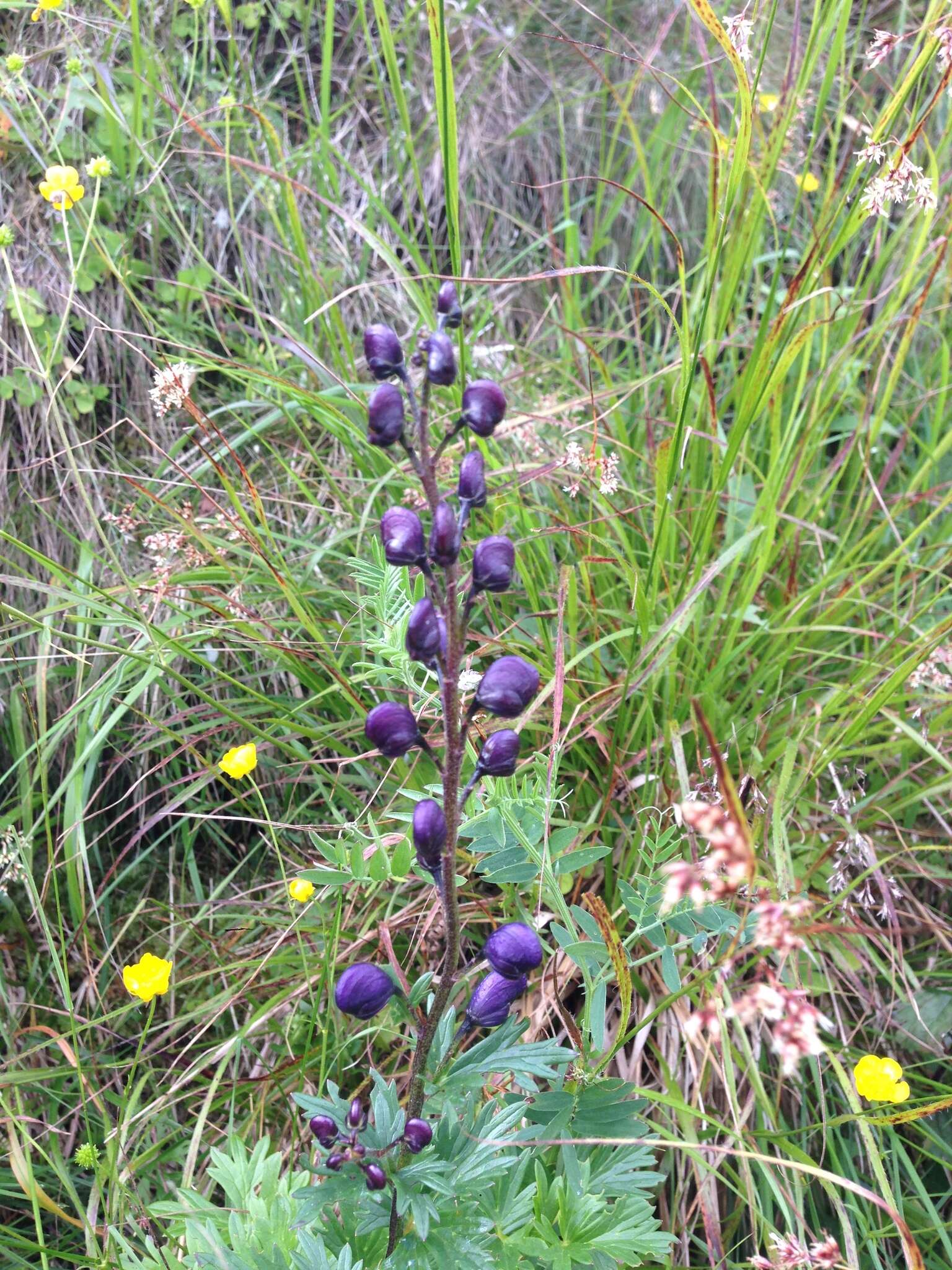 Imagem de Aconitum plicatum Koehler ex Reichb.