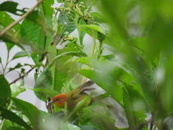 Image of Rust-and-yellow Tanager