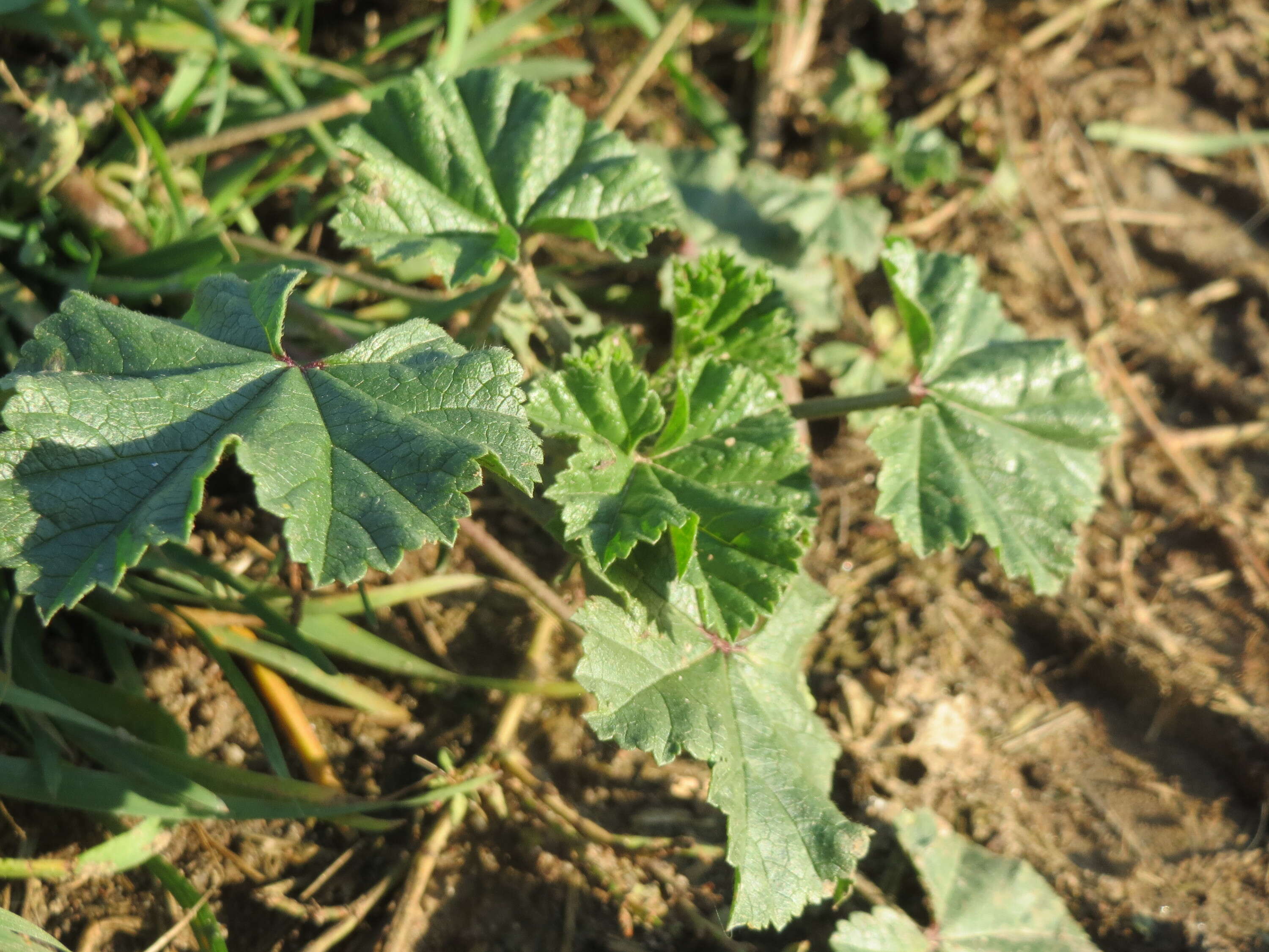 Image of common mallow