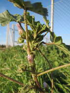 Image of common mallow