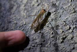 Image of Austrotipula hudsoni (Hutton 1900)