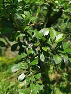 Image of Rhamnus parvifolia Bunge