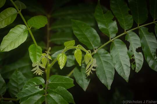 Image of Dysoxylum mollissimum Bl.