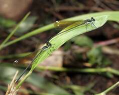 Sivun Allocnemis leucosticta Selys 1863 kuva