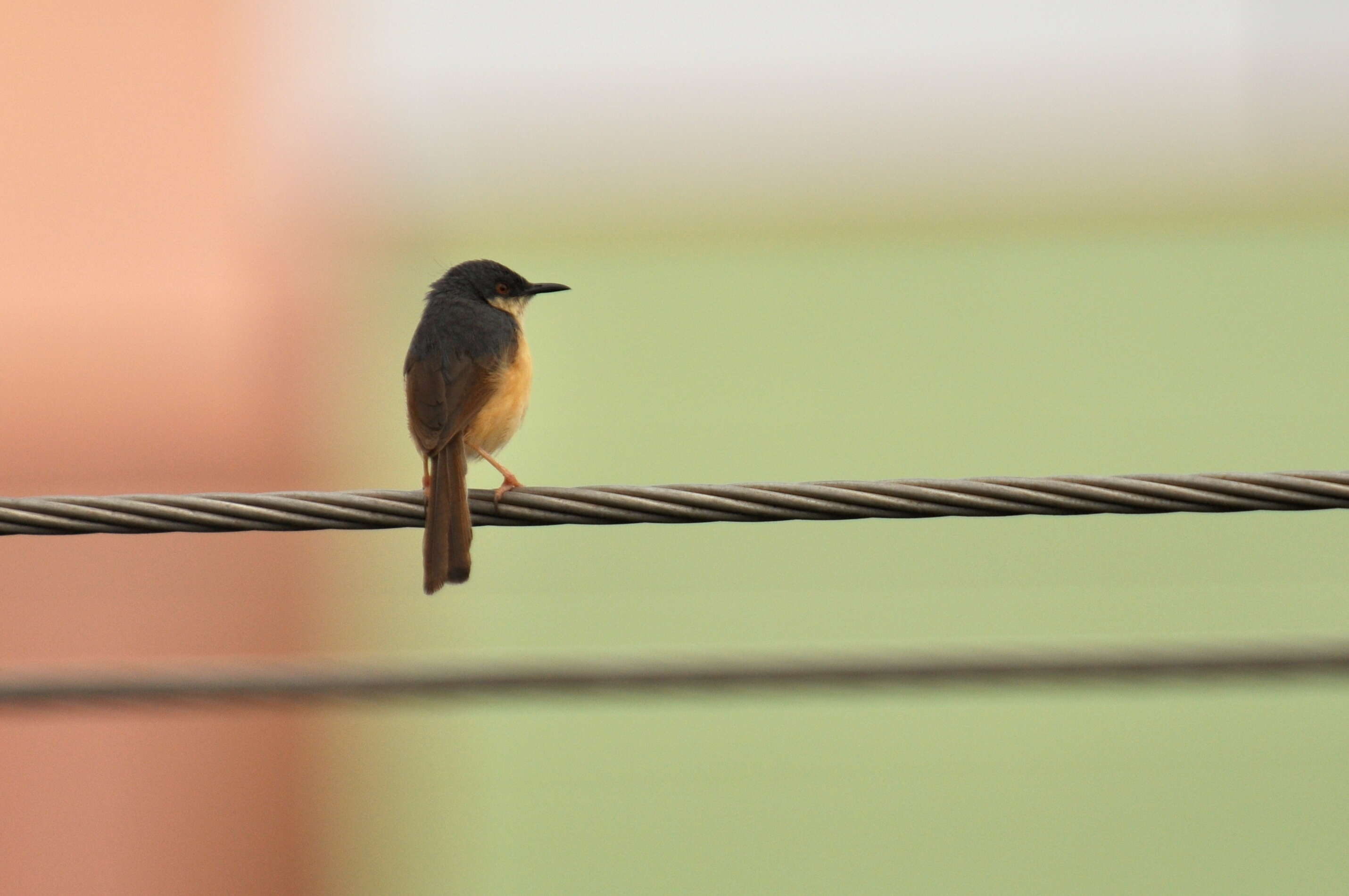 Image of Ashy Prinia