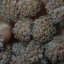 Image of Asterospicularia randalli Gawel 1976